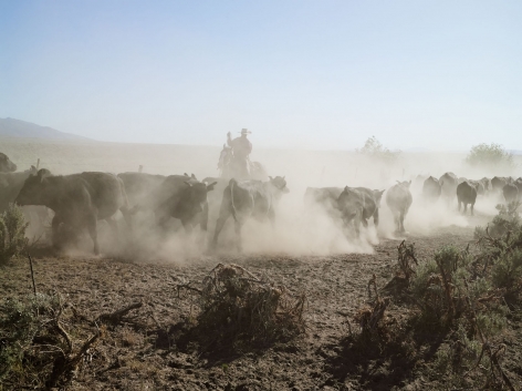 Lucas Foglia, Rowdy Moving Cattle between Pastures, 71 Ranch, Deeth, Nevada, 2012