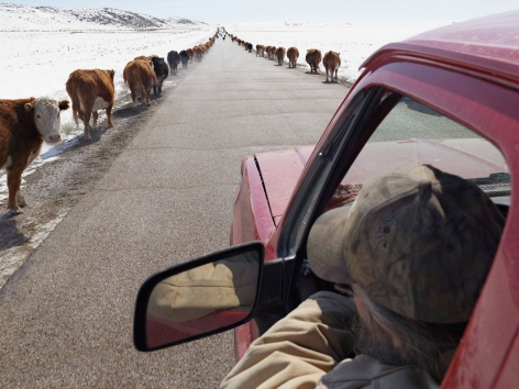 Lucas Foglia, Moving Cattle to Spring Pasture, Boulder, Wyoming, 2011
